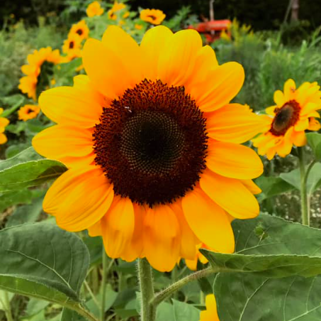 Beautiful sunflower grown locally by Fairhaven Farm and sold at the Annandale Farmers Market in central Minnesota