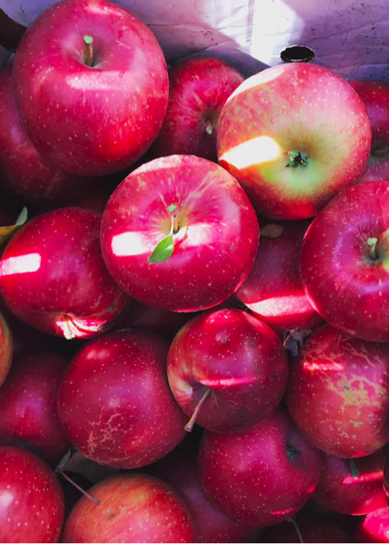 local, sustainable apples from Fairhaven Farm at the Annandale Farmers Market in Minnesota